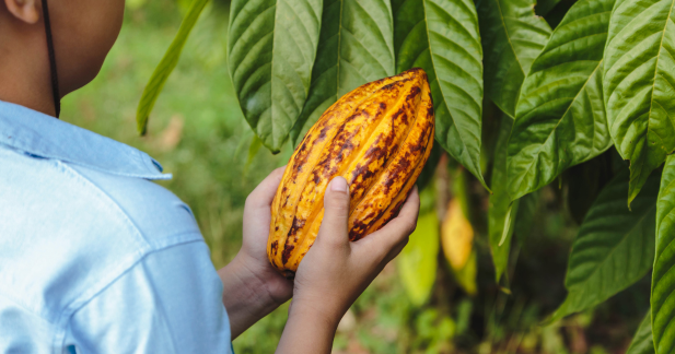 New Cacao Species Discovered